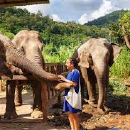 PROGRAM ELEPHANT JUNGLE SANCTUARY HALF DAY TOUR + DOI SUTHEP TOUR