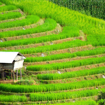 THAI FARMER HOUSE - GATEKARAM TEMPLE-CHEDI LUNG TEMPLE-DOI SUTEHP PRIVATE CAR ENGLISH GUIDE 