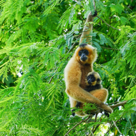 HO CHI MINH - CAT TIEN NATIONAL PARK