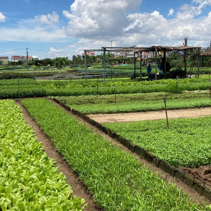 HOI AN BASKET BOAT RIDE - TRA QUE ORGANIC VILLAGE BY ELECTRIC CAR