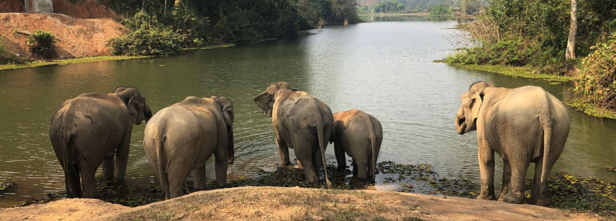 Best Laos elephant sanctuary experience and luxury stay