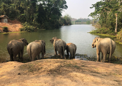 Best Laos elephant sanctuary experience and luxury stay