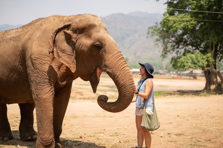 best-laos-elephant-sanctuary-experience-and-luxury-stay3.jpg (113 KB)