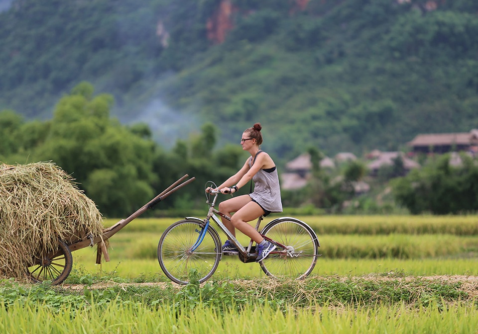 Tourist cycling along quiet rural paths through golden rice fields in Mai Chau
